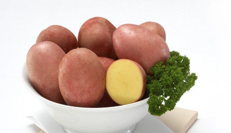 Red Fantasy Potato Seed